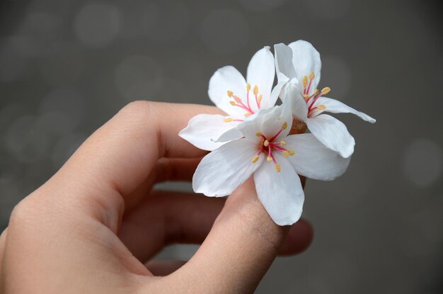 Hand holding Vernicia fordii flowers