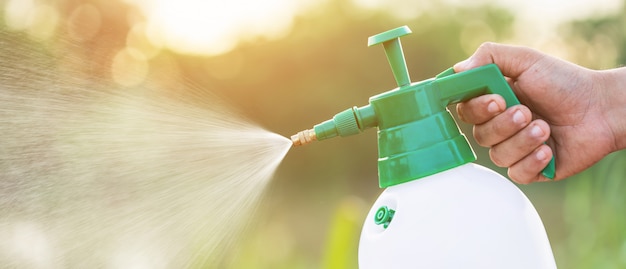 Hand holding watering can and sprayign to young plant in garden