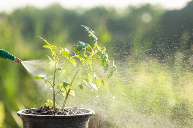 Hand holding watering can and sprayign to young plant in garden