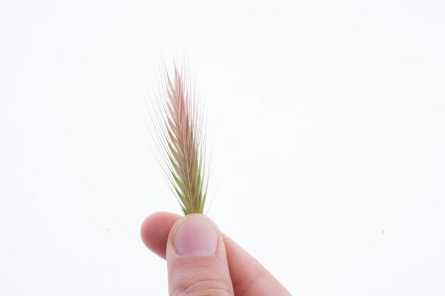 Hand holding a wheat