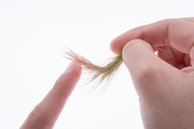 Hand holding a wheat