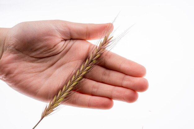 Hand holding a wheat