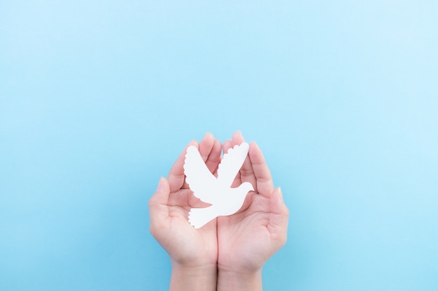 Hand holding white dove bird on blue