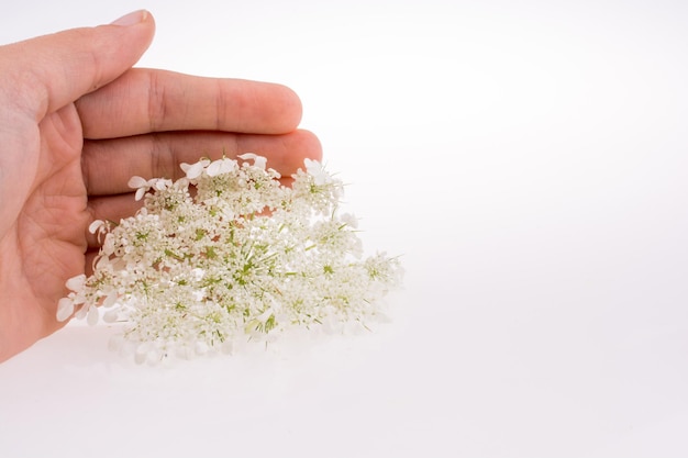 Hand holding a white flower