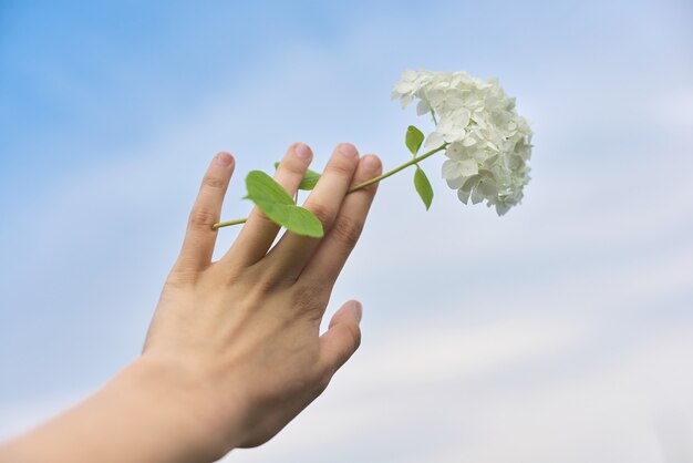 Hand holding white hydrangea flower