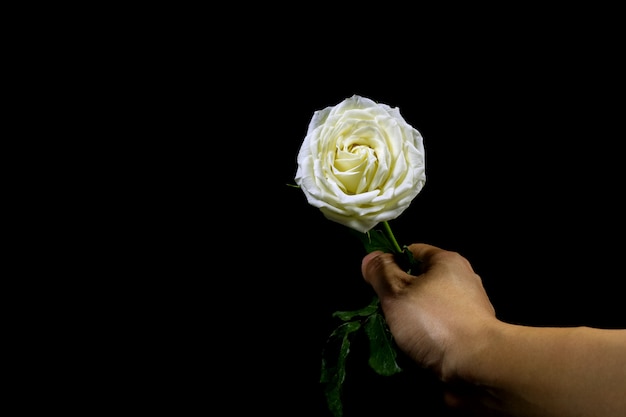 hand holding the white rose on black background