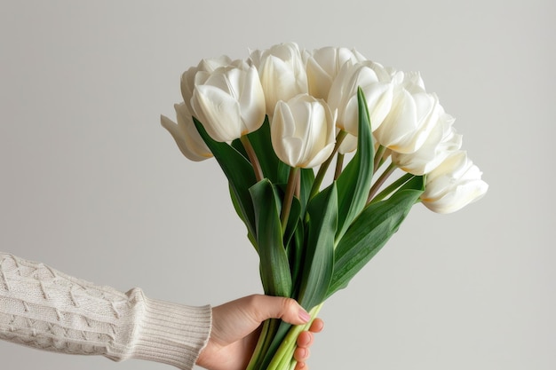 Hand holding white tulips against white background for postcard