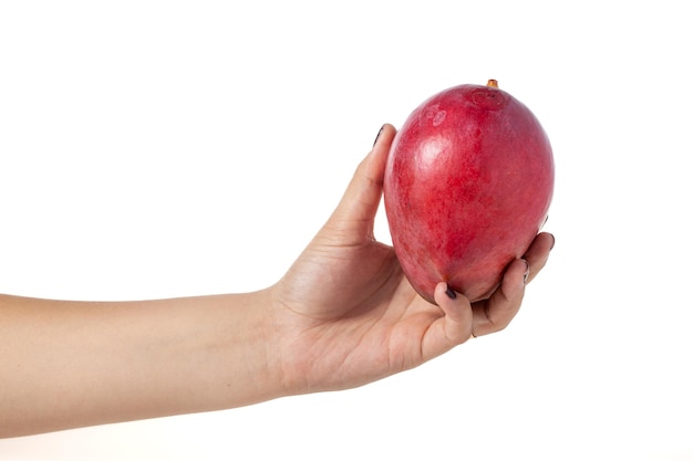 Hand holding whole mango isolated on white background