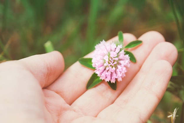 Hand holding wildflower on field