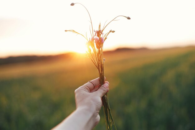 麦畑の背景に暖かい夕日の光の中で野生の花を持っている手 大気の瞬間