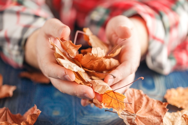 Hand holding yellow maple leaves