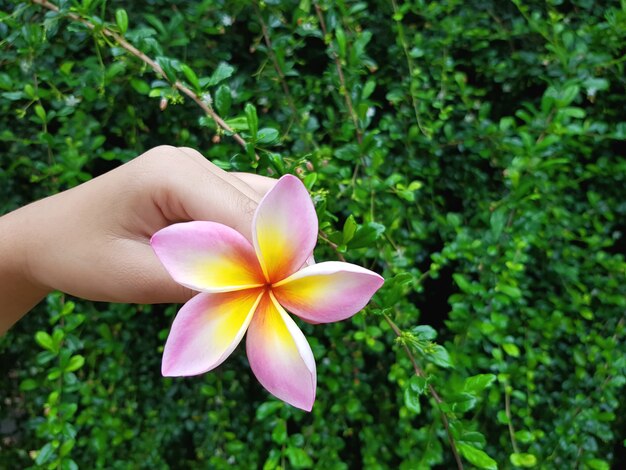 A Hand Holding Yellow Pink Frangipani Flower