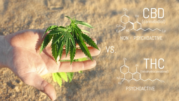 Hand holding young cannabis plant grown commercially for hemp production. Industrial hemp oil and fiber production. CBD oil