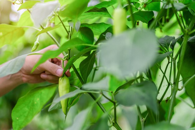 Hand holding Young Green chili plant on field agriculture in garden