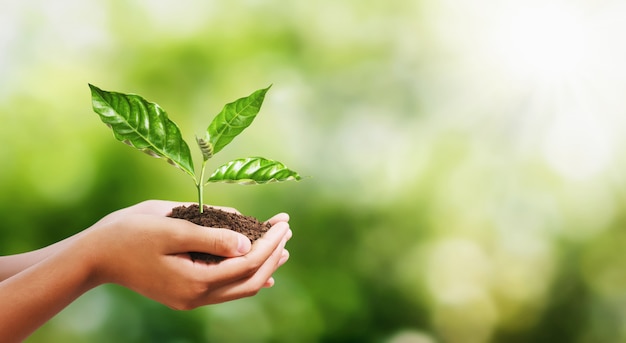 Hand holding young plant on blur green nature background.  eco earth day