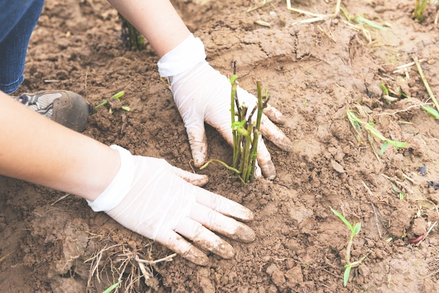 Hand holding young plant for planting in soil plant trees in the forest in the area