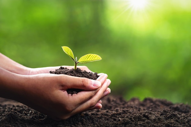 Hand holding young plant with sunlight concept eco earth day