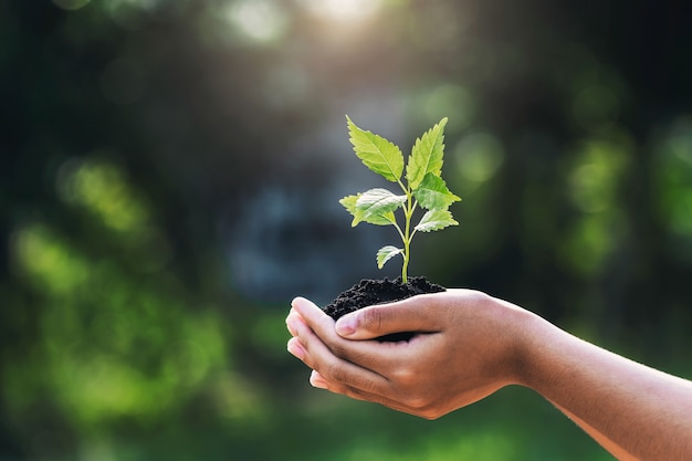 写真 緑の自然に日光と若い植物を手に持つ