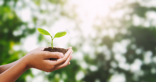 Hand holding young tree for planting background