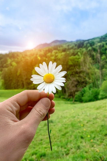 A hand holds a camomile against a background of green fields and mountains.