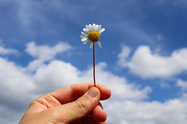 A hand holds a daisy that is in front of the sky.