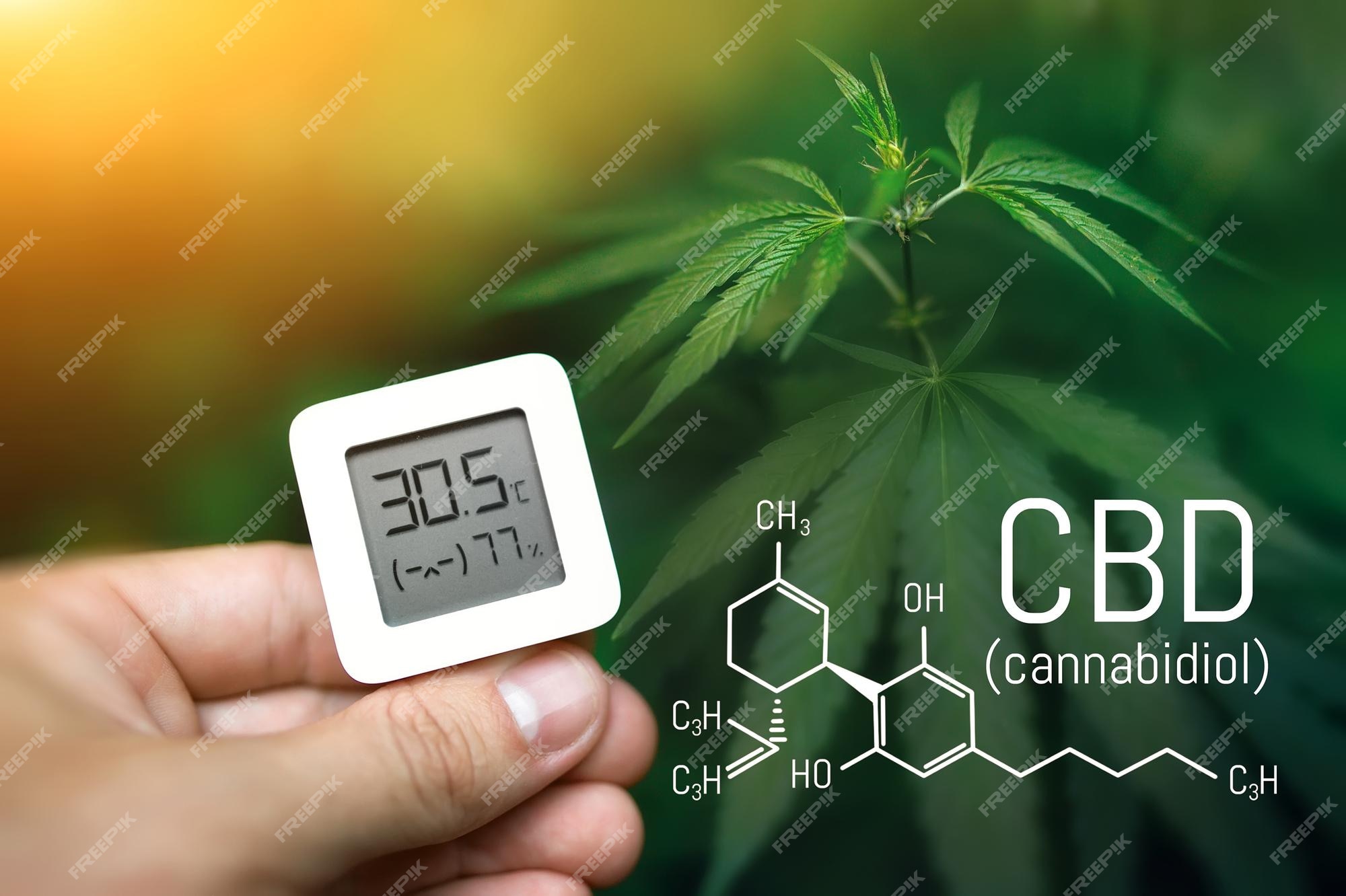 https://img.freepik.com/premium-photo/hand-holds-electronic-device-measuring-humidity-temperature-green-cannabis-plantation-hydrometer-thermometer-used-monitor-growth-development-medicinal-marijuana-plants_370433-857.jpg?w=2000