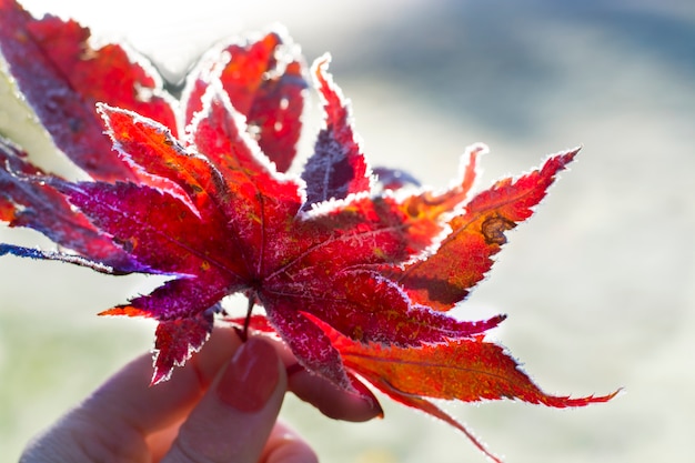 hand holds fallen frosty autumn leaves