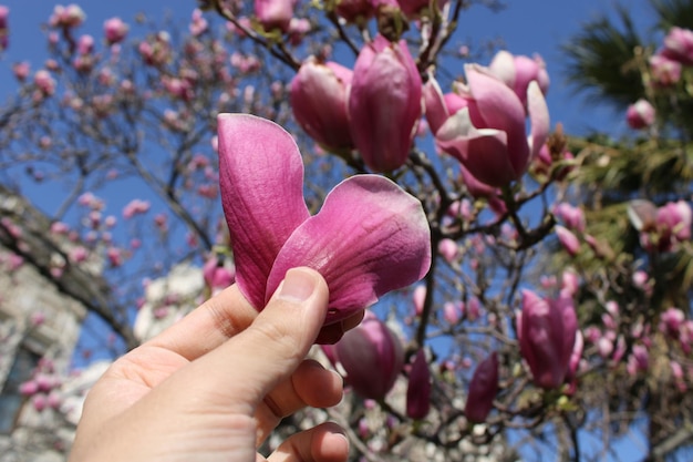 A hand holds a flower in front of a blue sky.