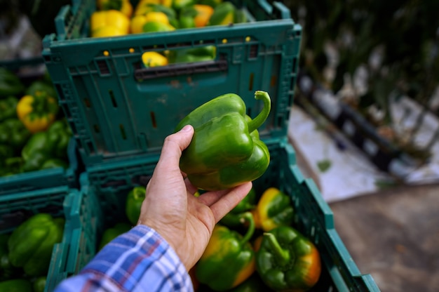 Hand holds green bell pepper