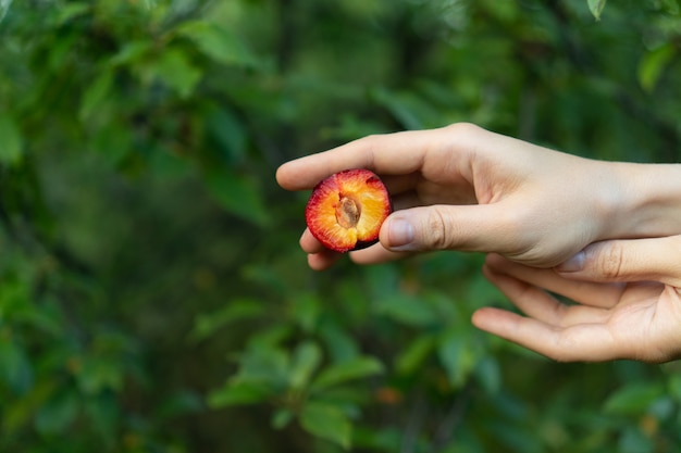 Hand holds a juicy and delicious plum in the garden