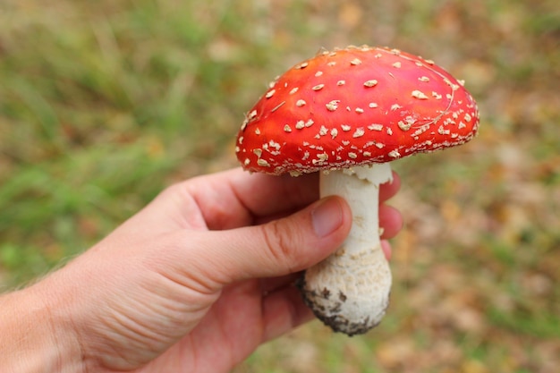 Hand holds mushroom fly