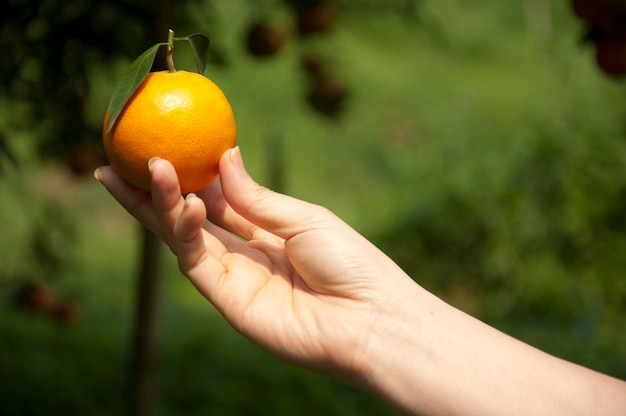 Рука держит апельсин с листом на нем.