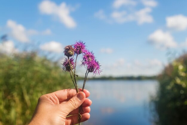 手は湖と雲と青い空を背景に紫色の野花を保持