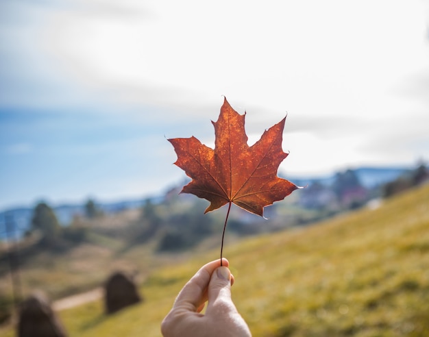 Hand holds a red maple leaf on the  Autumn background.