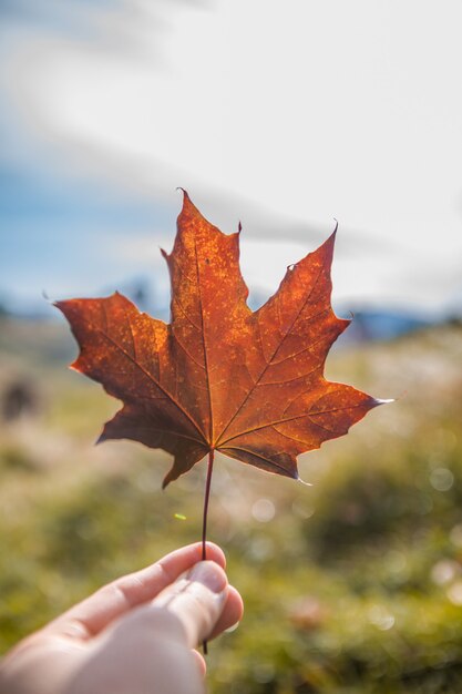 Hand holds a red maple leaf on the  Autumn background.