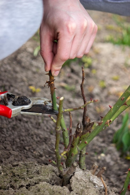 A hand holds secateurs and cuts a branch of a rose bush