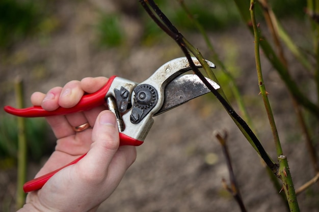 A hand holds secateurs and cuts a branch of a rose bush