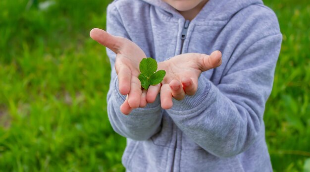 The hand holds a shamrock clover Nature