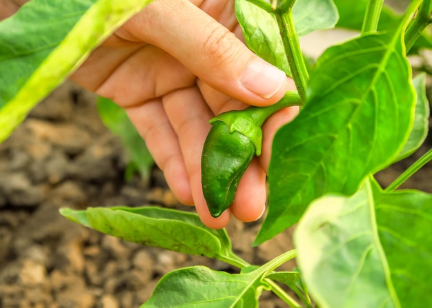 hand holds a small unripe pepper growing on a pepper bush. gardening and cultivation of pepper