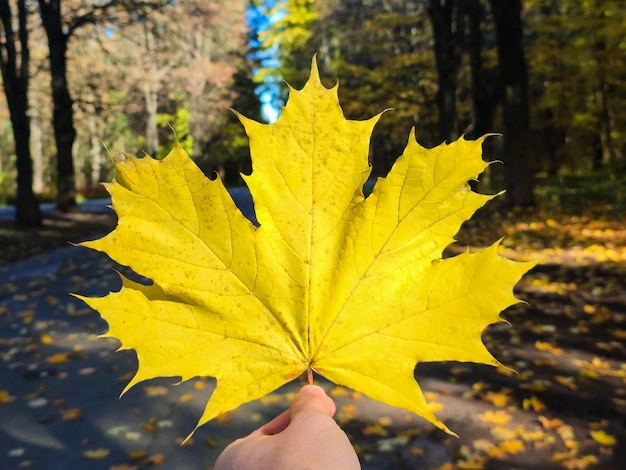 The hand holds a yellow autumn leaf