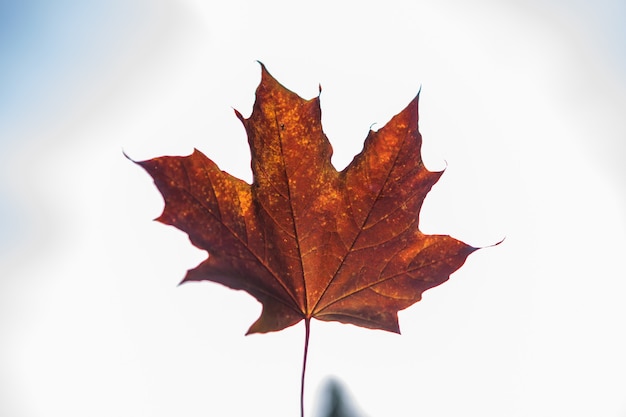 Hand houdt een rood esdoornblad op de achtergrond van de herfst.