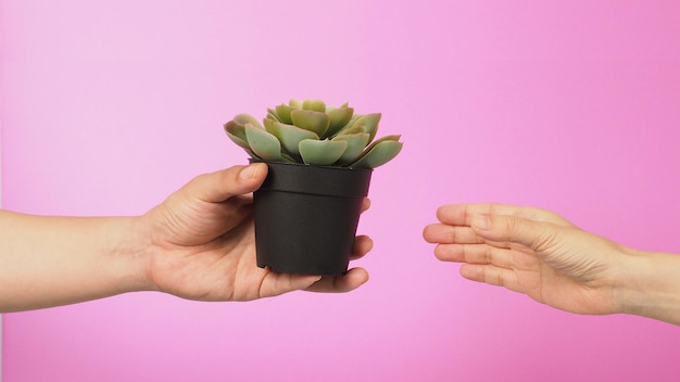 Hand houdt kunstmatige cactus potplanten op roze achtergrond