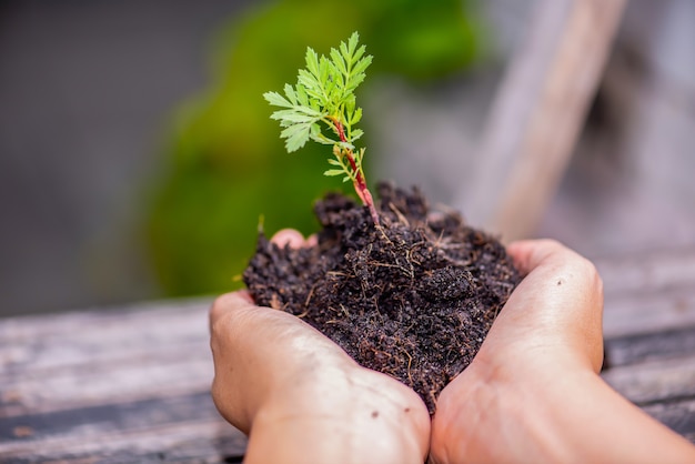 写真 手はタイの国からの木の植物を持っています。