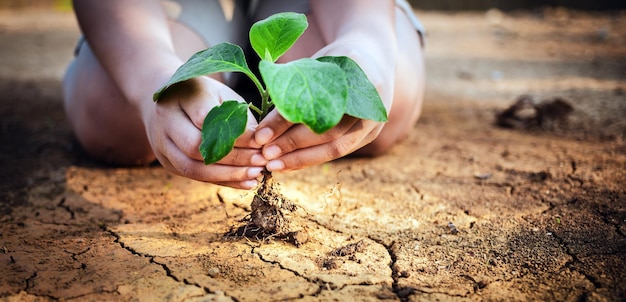 La mano tiene un albero che cresce sulla terra screpolata arida salvare l'ambiente e il riscaldamento globale