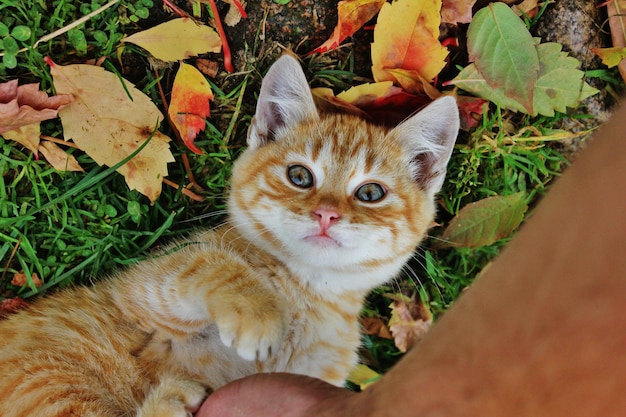 Photo a hand is playing with a kitten in autumn