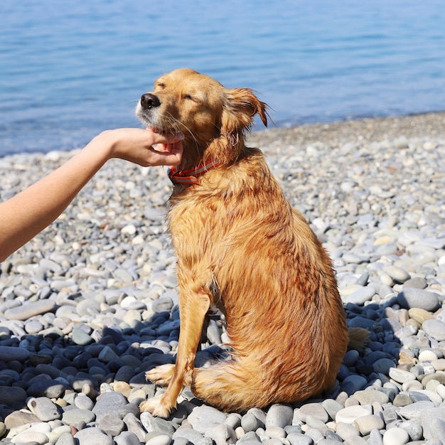 Hand krabt nek van natte rode hond die tevreden zijn ogen sloot