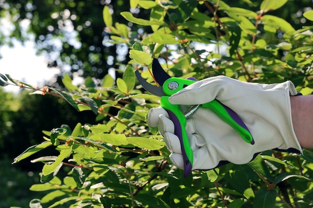 Hand in leather glove cuts branch of bush with pruner in garden