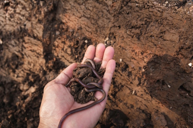 Photo hand of male holding soil with earthworm in the hands for planting with copy space for insert text.