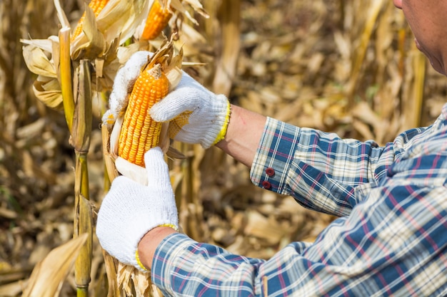 Photo hand or male or man farmer holding or harvesting corn cob on plant