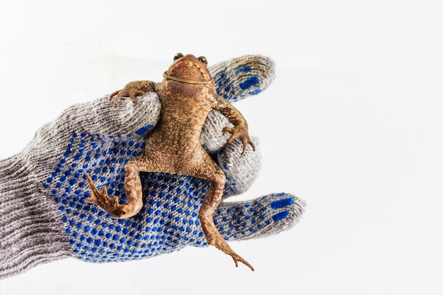 Рука человека в серой перчатке держит большую кавказскую земляную жабу на белом фоне